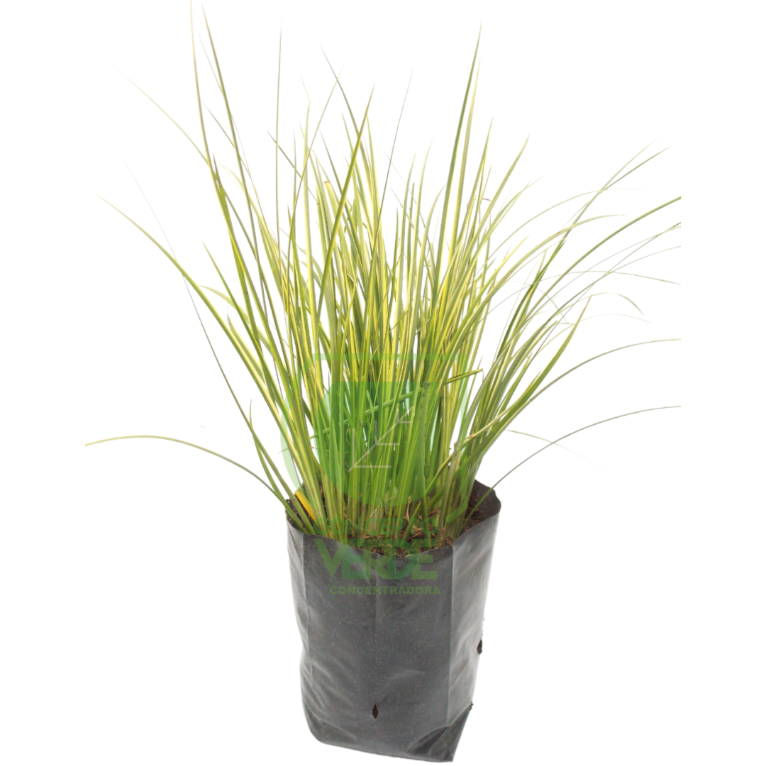 Pasto Acorus