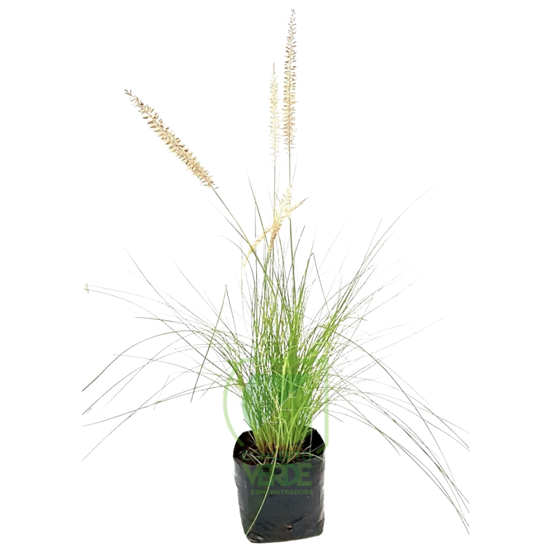 Pasto Pennisetum #1