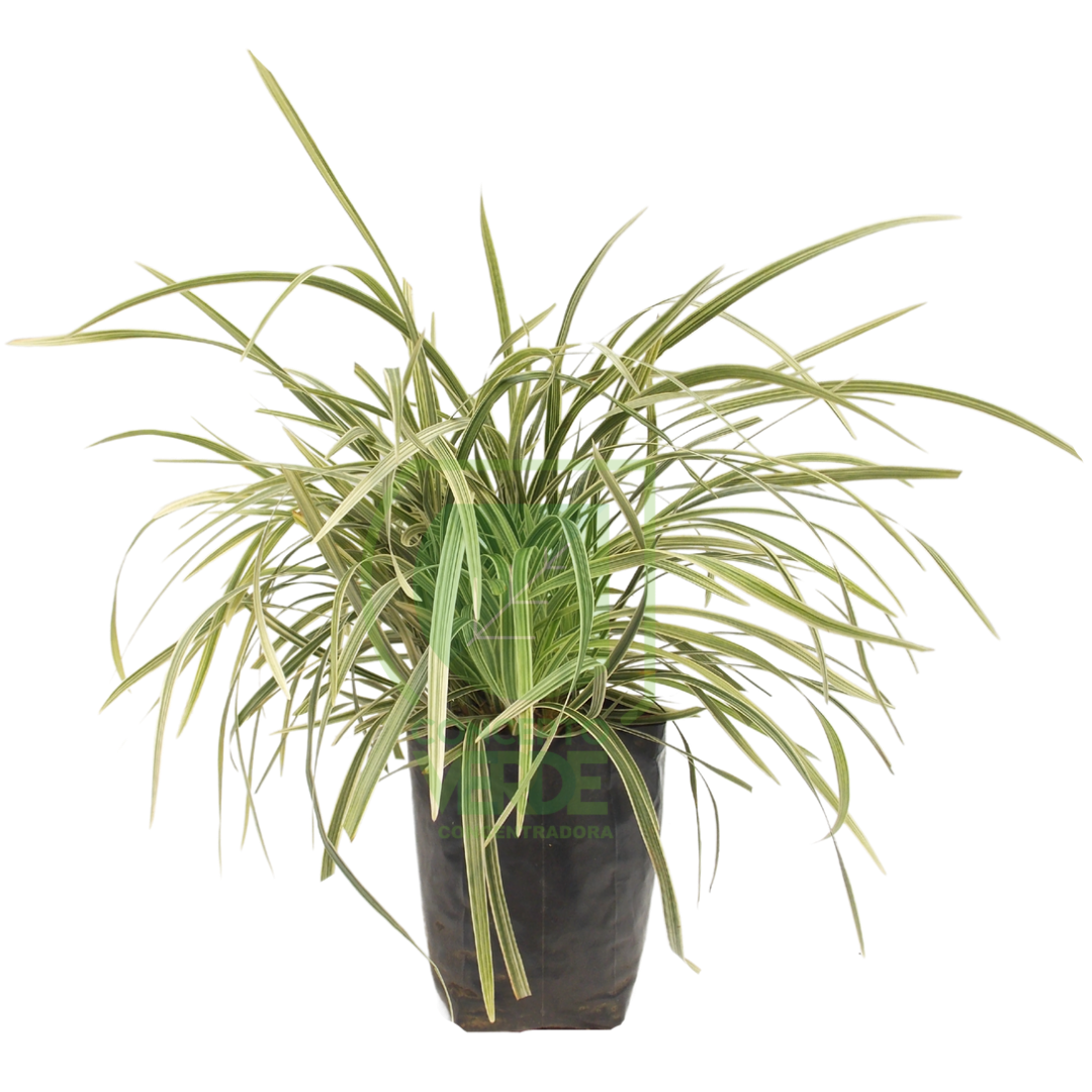 Pasto Liriope, Color: Blanco