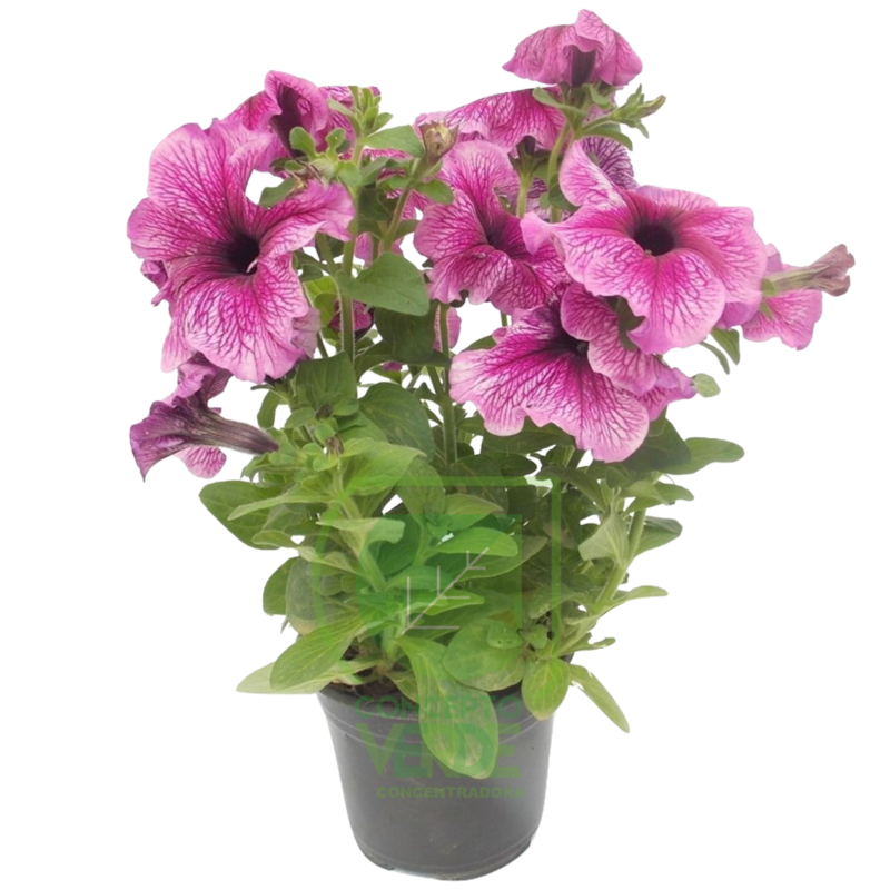 Petunia