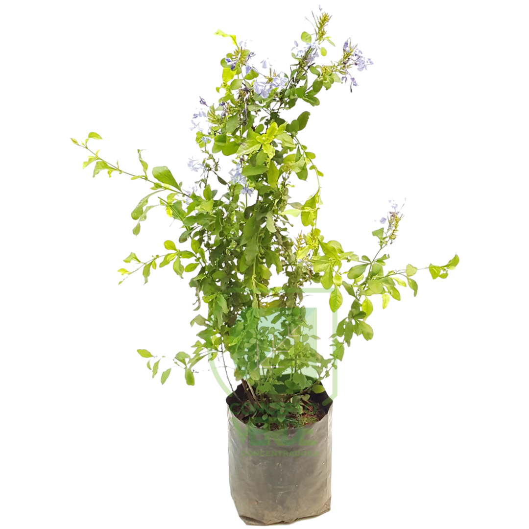 Plumbago
