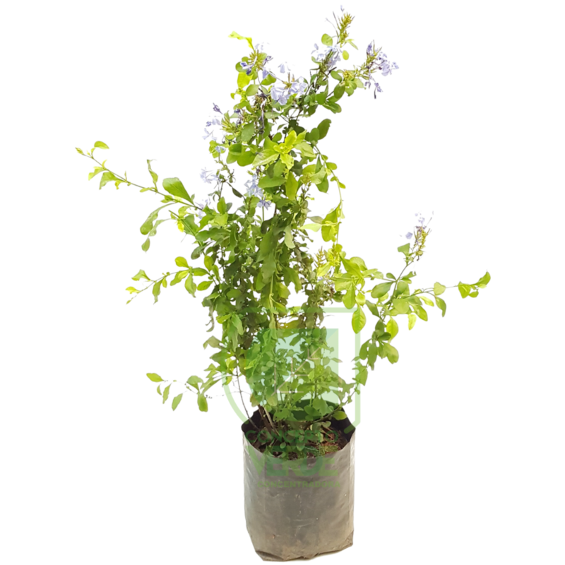 Plumbago