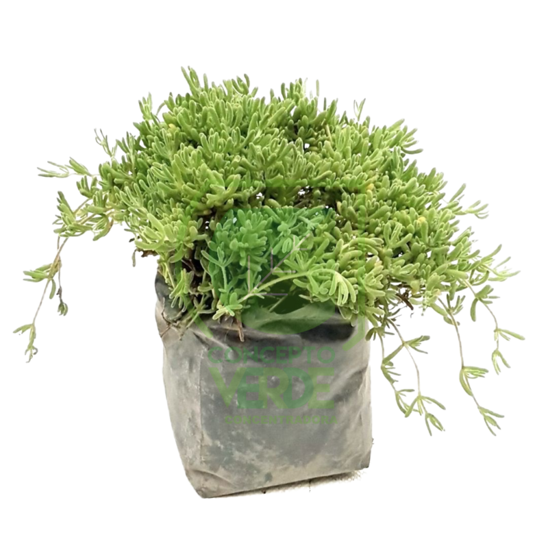 Rocío Arroz