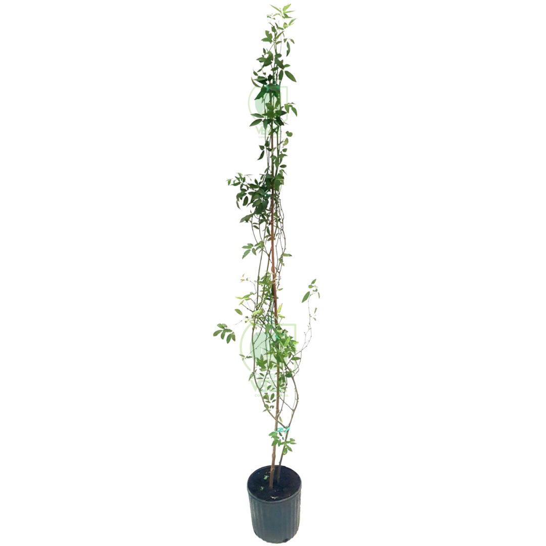 Rosal Trepador