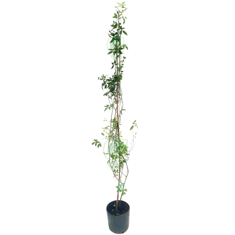 Rosal Trepador