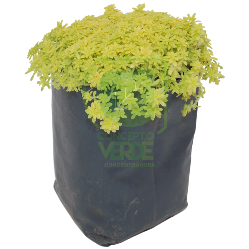 Sedum (Caja con 12 piezas)