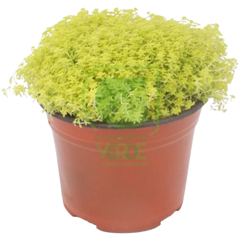 Sedum 6&quot;