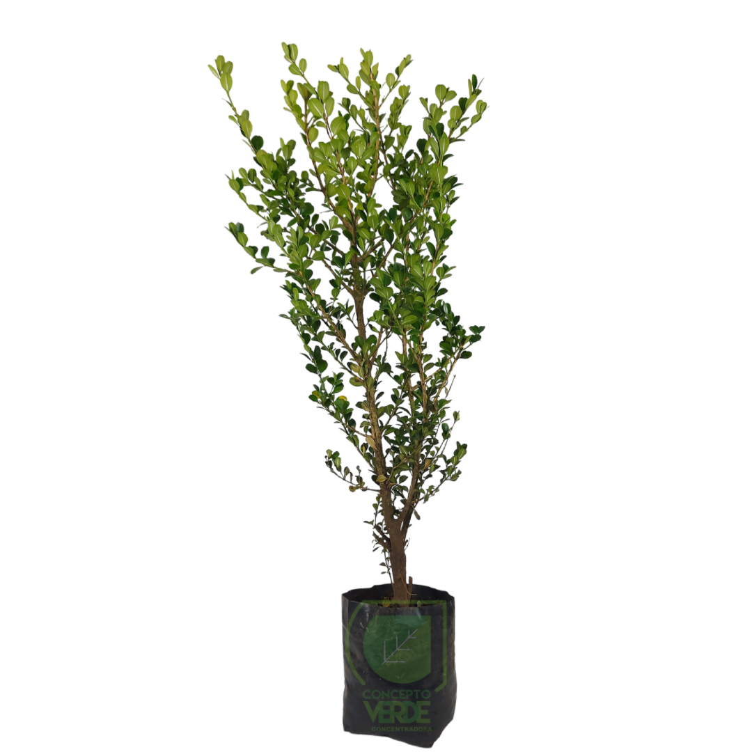 Arrayán, Buxus #4