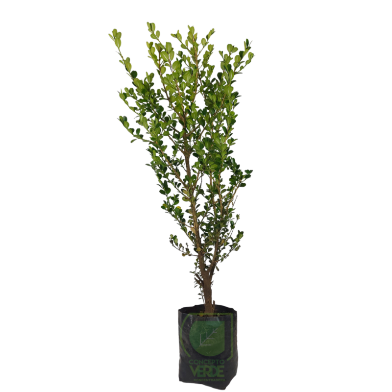 Arrayán, Buxus #4