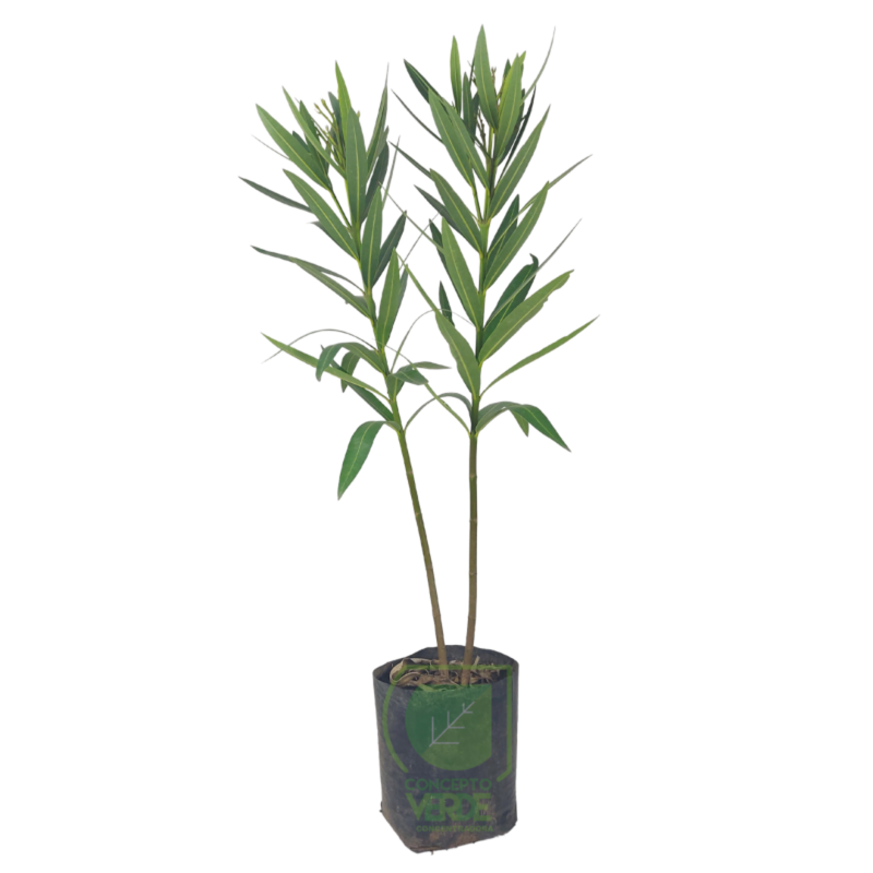Adelfa, Rosa Laurel #1