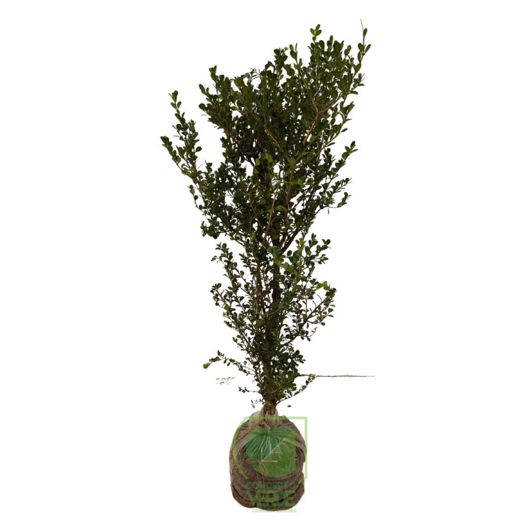 Arrayán, Buxus #5