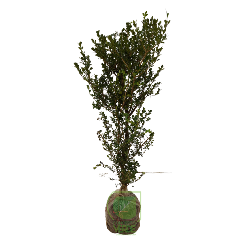 Arrayán, Buxus #5