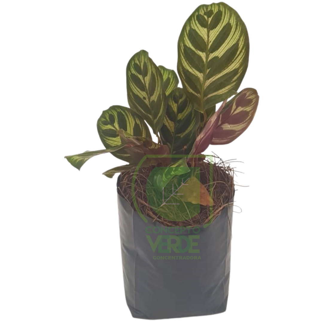 Calathea Makoyana