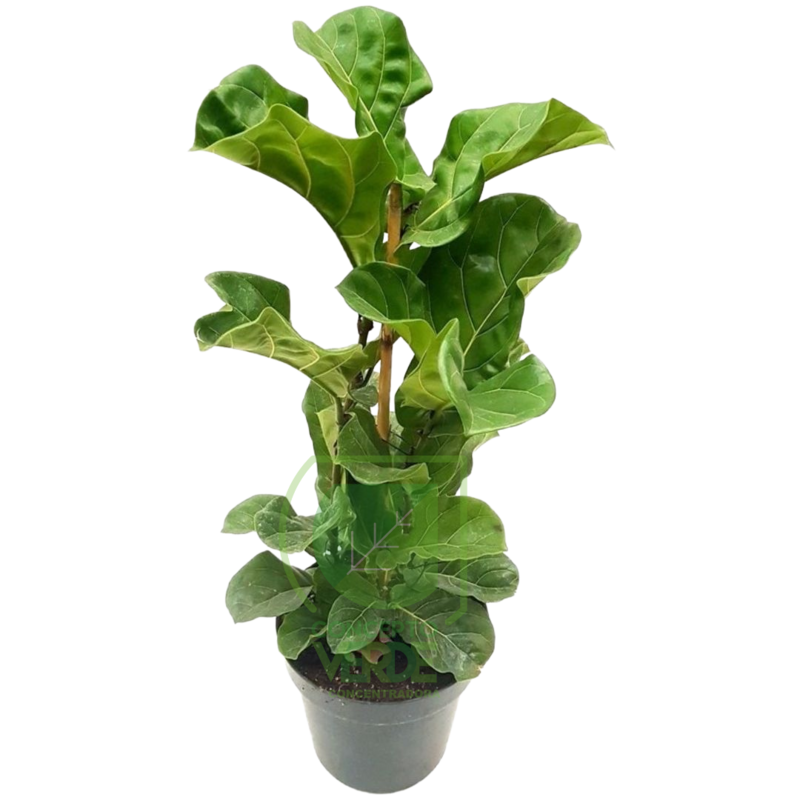 Ficus Lyrata #2