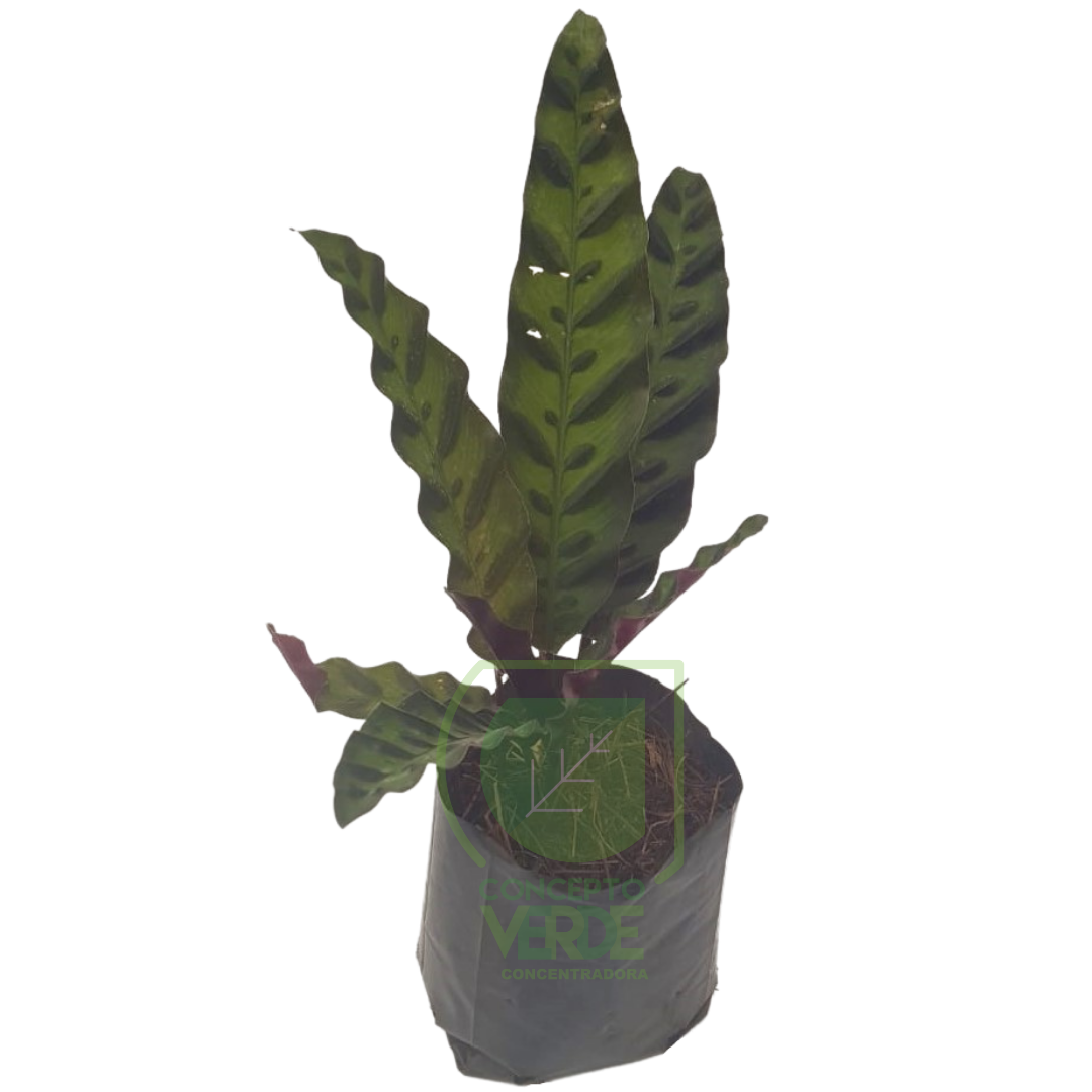 Calathea Pluma De Indio (12 Piezas)