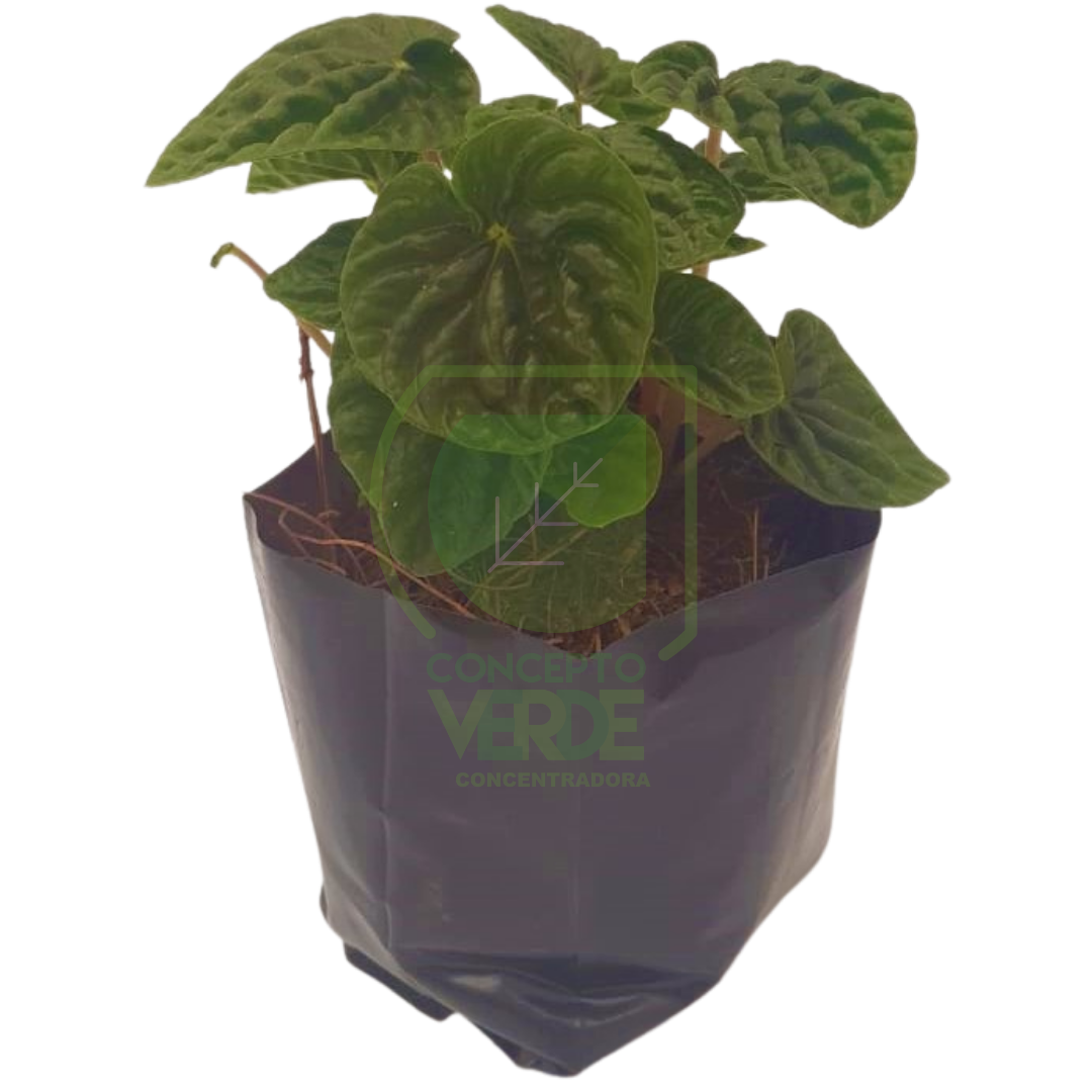 Cascara De Nuez