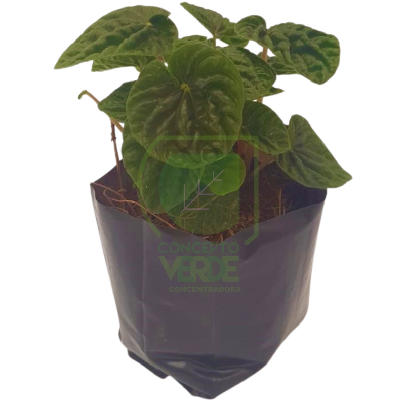 Cascara De Nuez