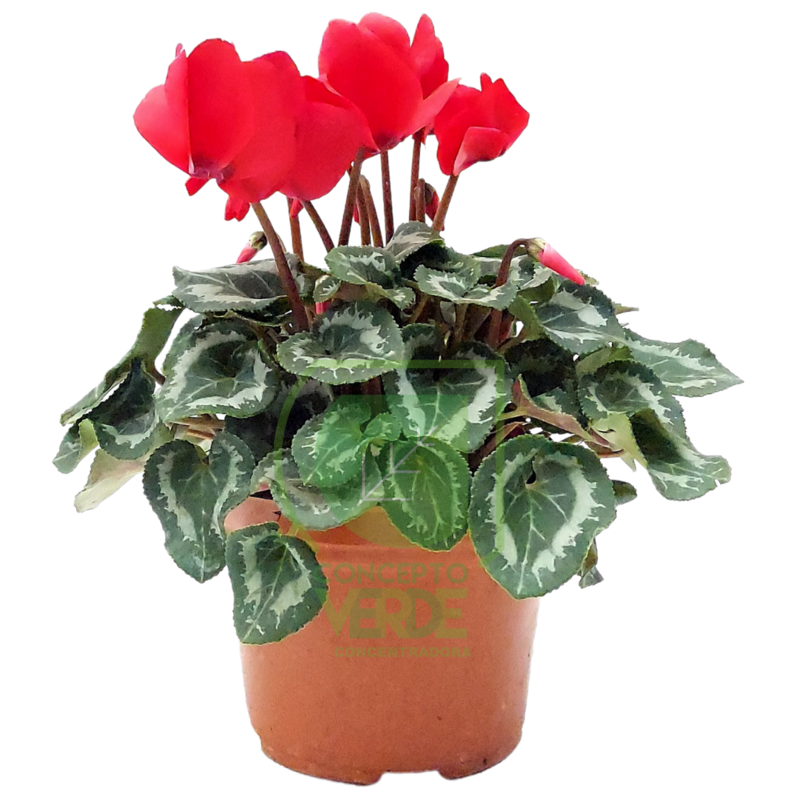 Cyclamen
