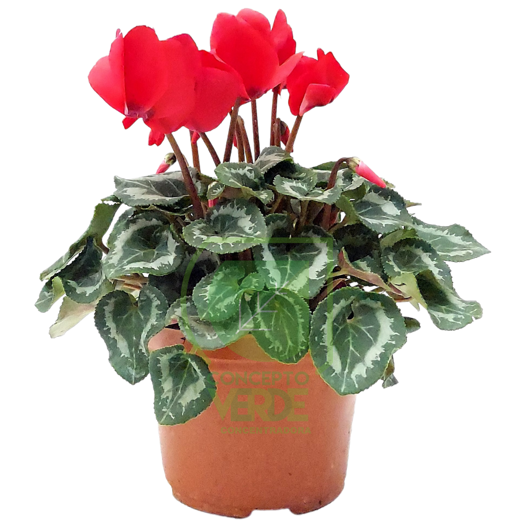 Cyclamen, Color: Rojo
