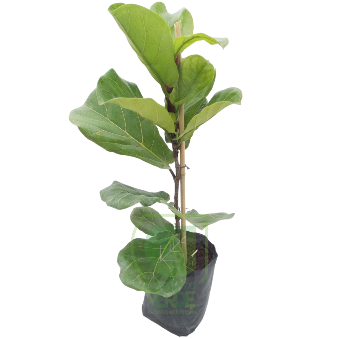 Ficus Lyrata #1