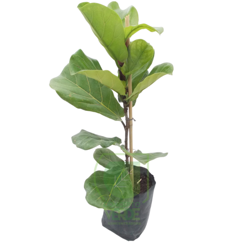 Ficus Lyrata #1