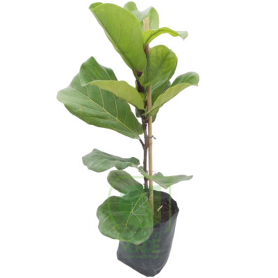 Ficus Lyrata #1