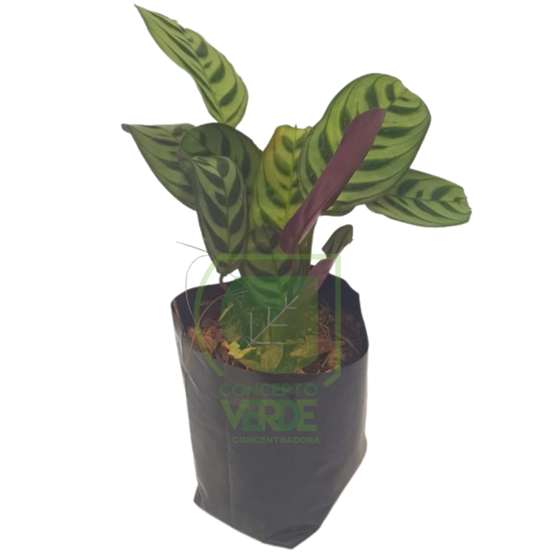 Calathea Zebrina