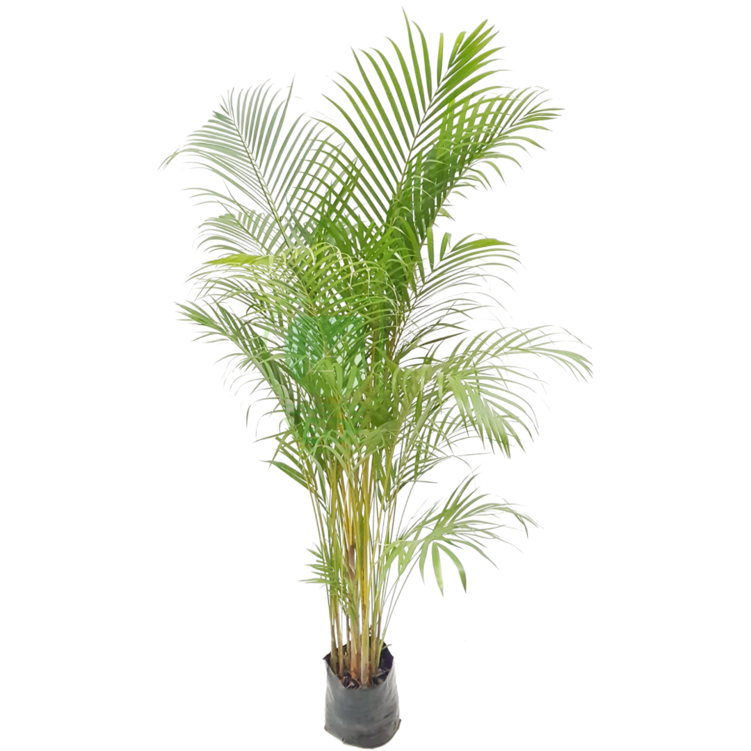 Palma Areca #3