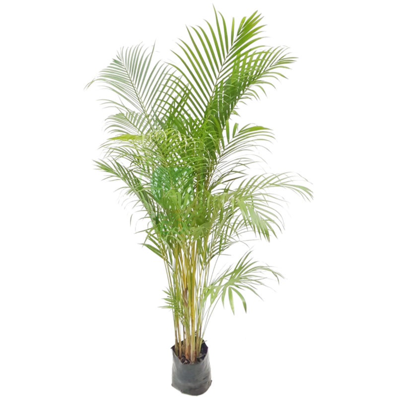 Palma Areca #3