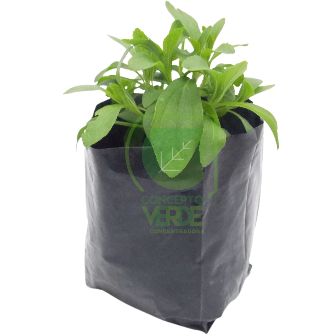 Stevia (Peruana)