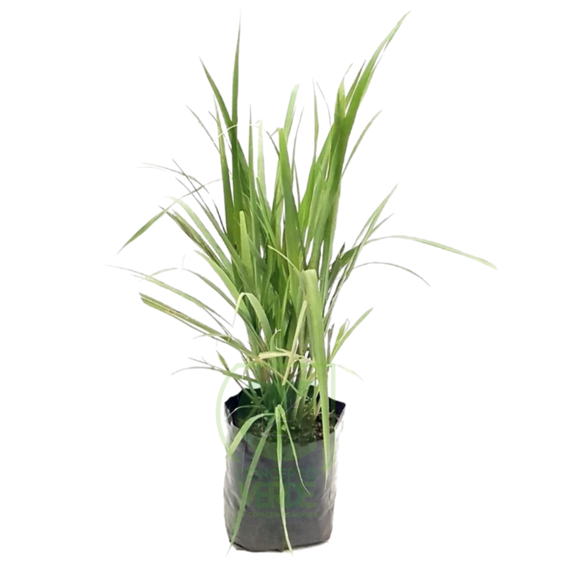 Té De Limón