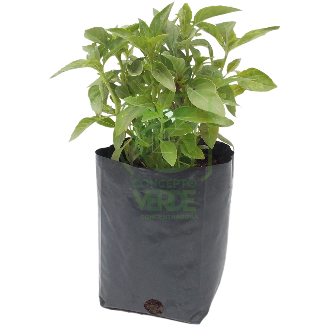 Albahaca