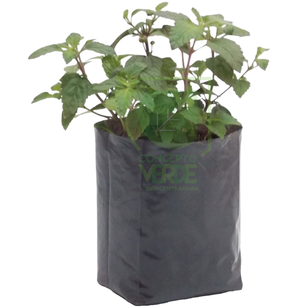 Stevia (Azteca)