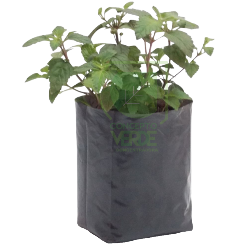 Stevia (Azteca)