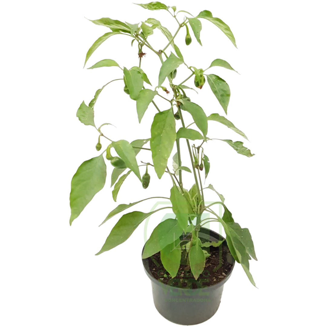 Chile Jalapeño