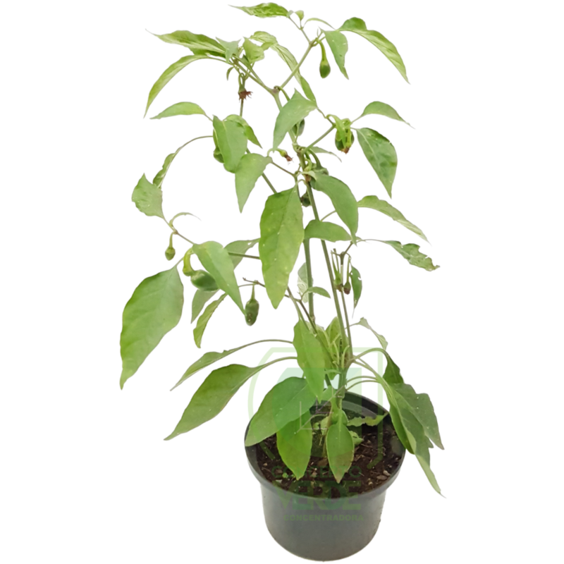 Chile Jalapeño