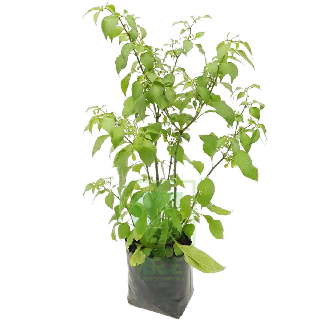 Chile Habanero