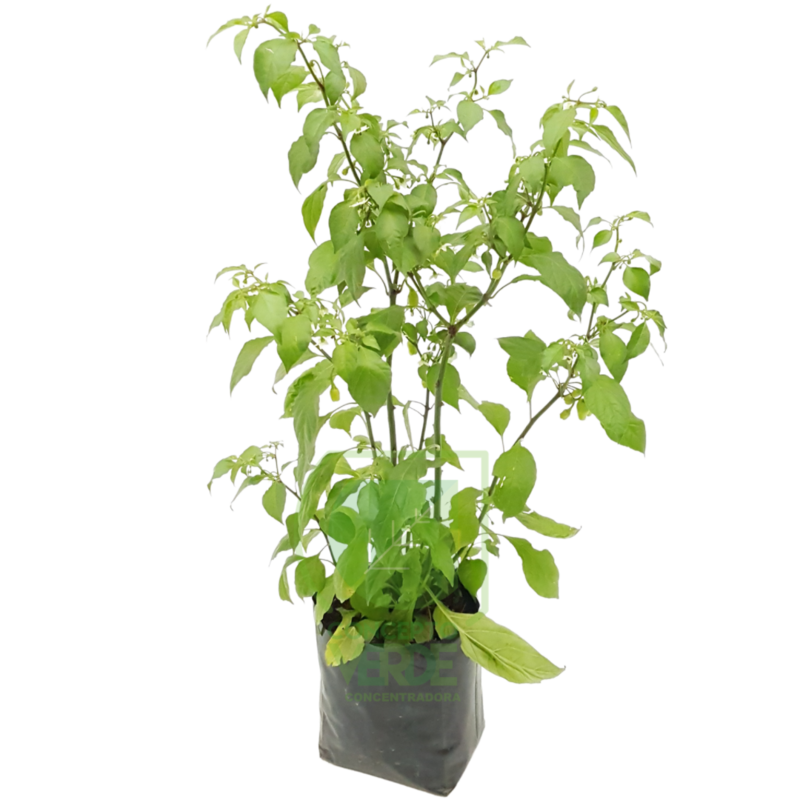 Chile Habanero
