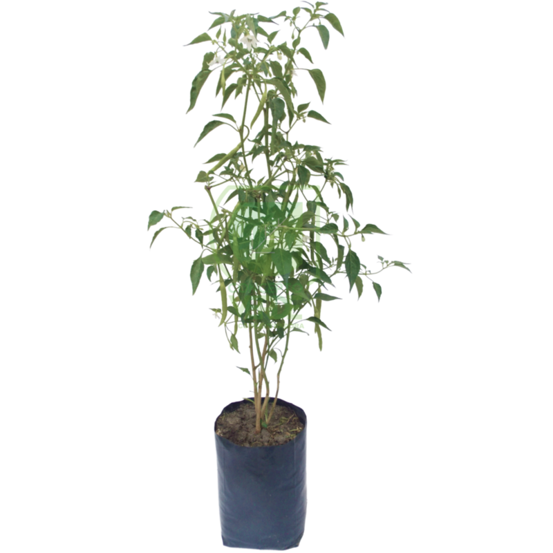 Chile De Árbol