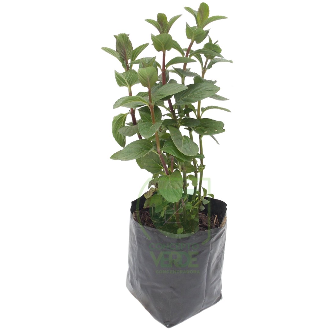 Hierbabuena
