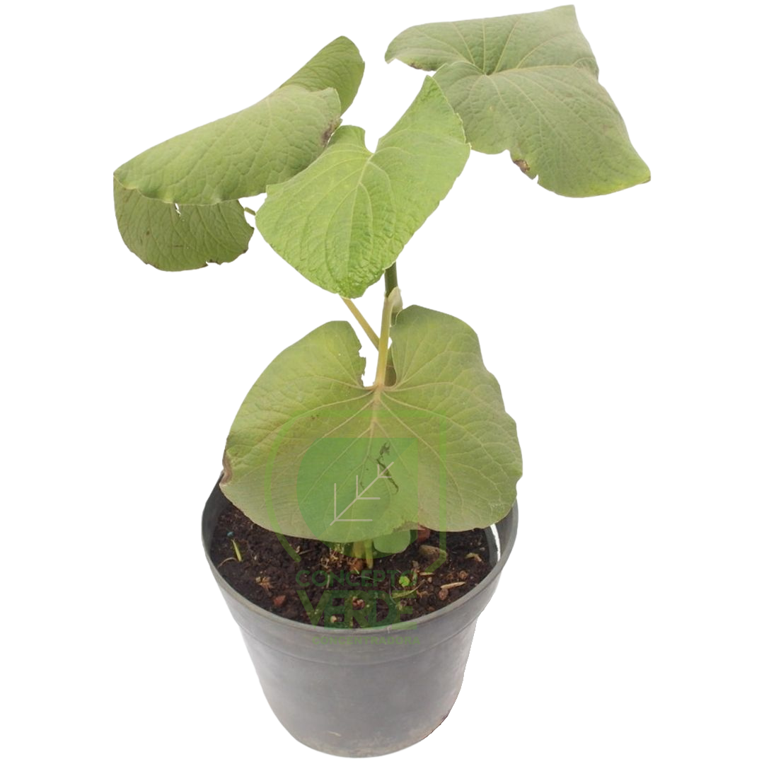 Hoja Santa