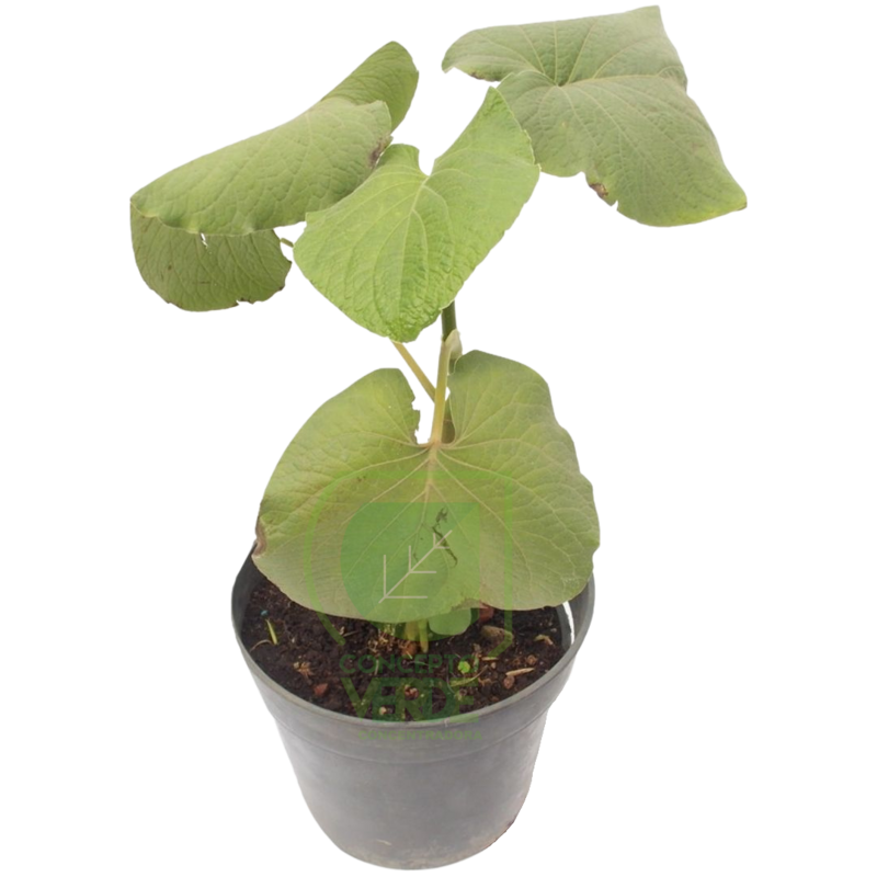Hoja Santa