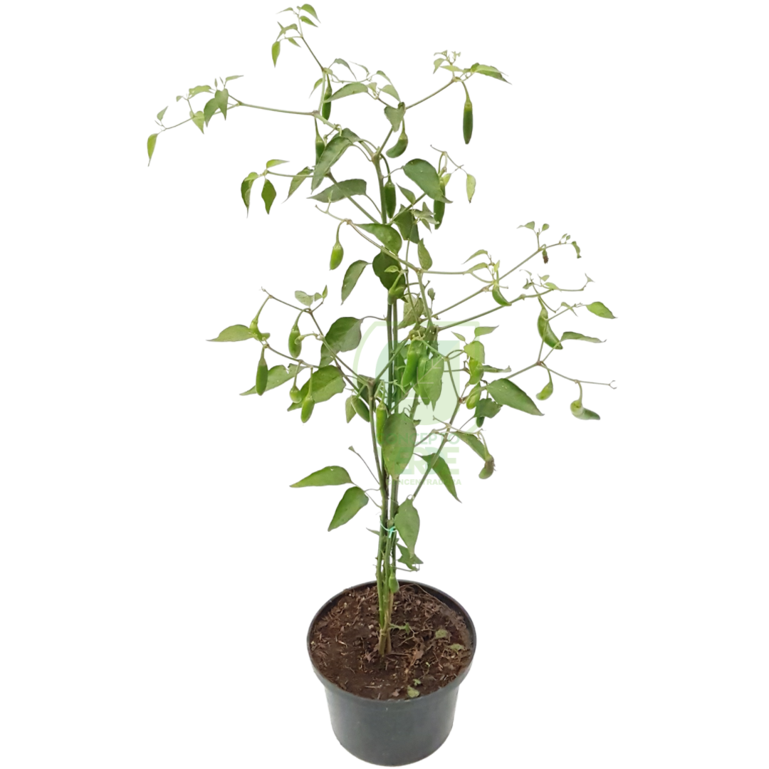 Chile Serrano