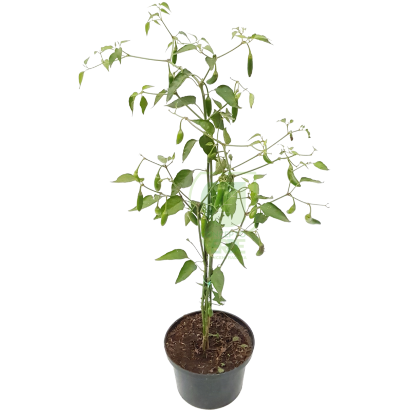 Chile Serrano