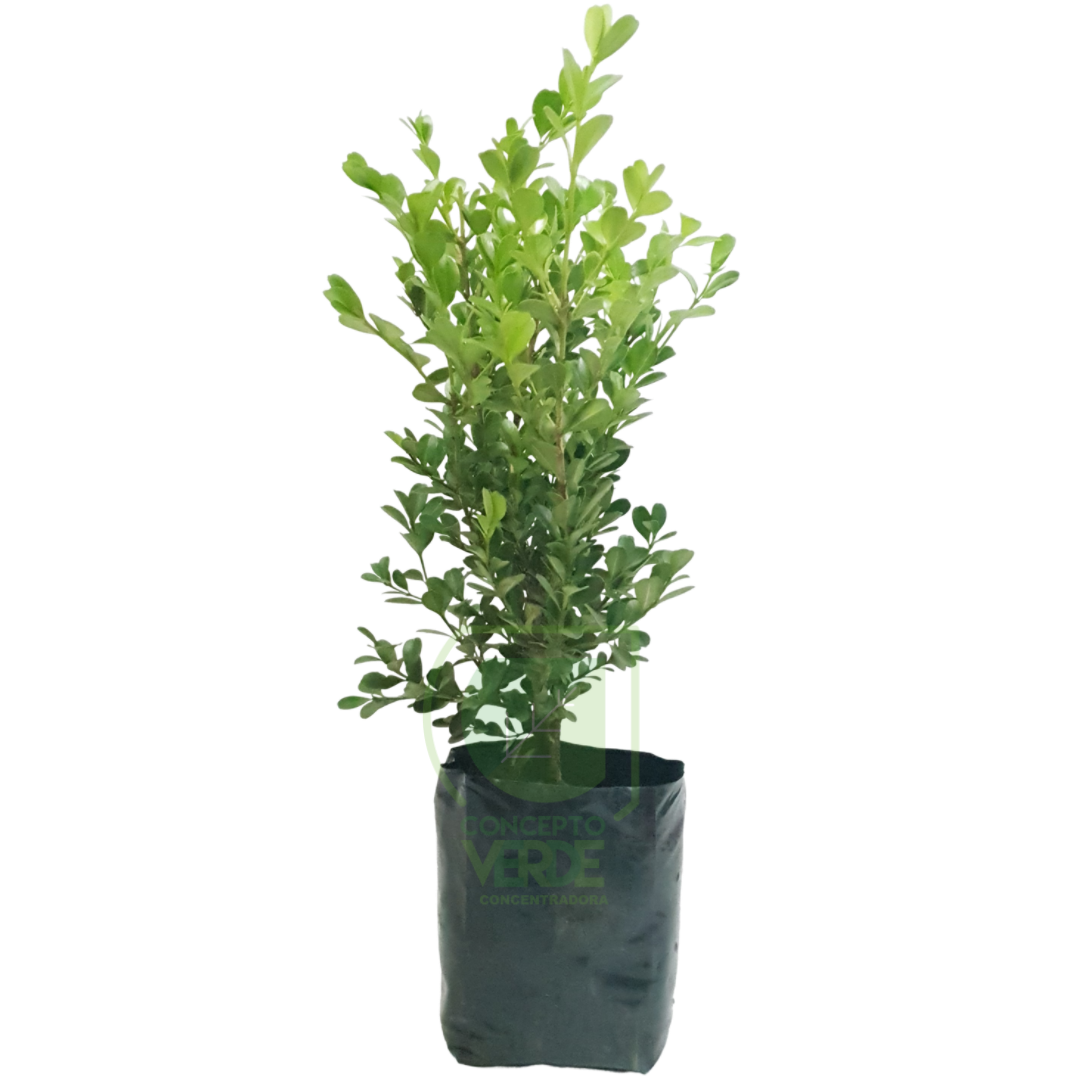 Arrayán, Buxus #1