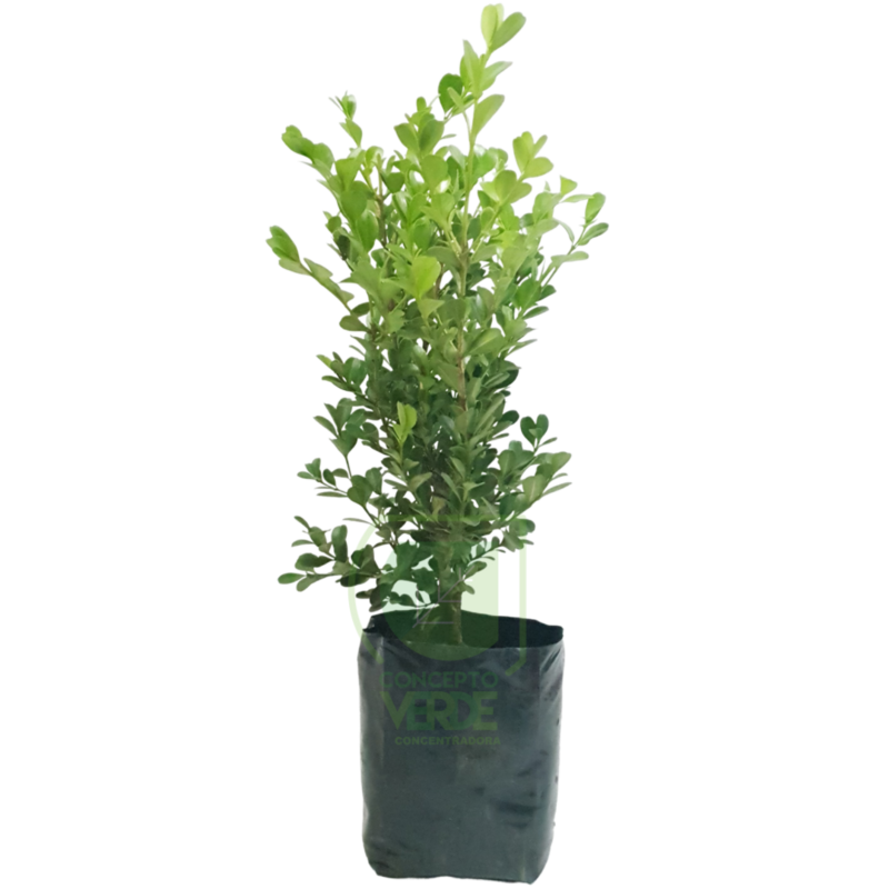 Arrayán, Buxus #1