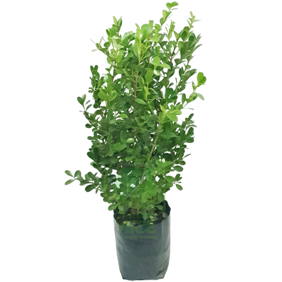 Arrayán, Buxus #2