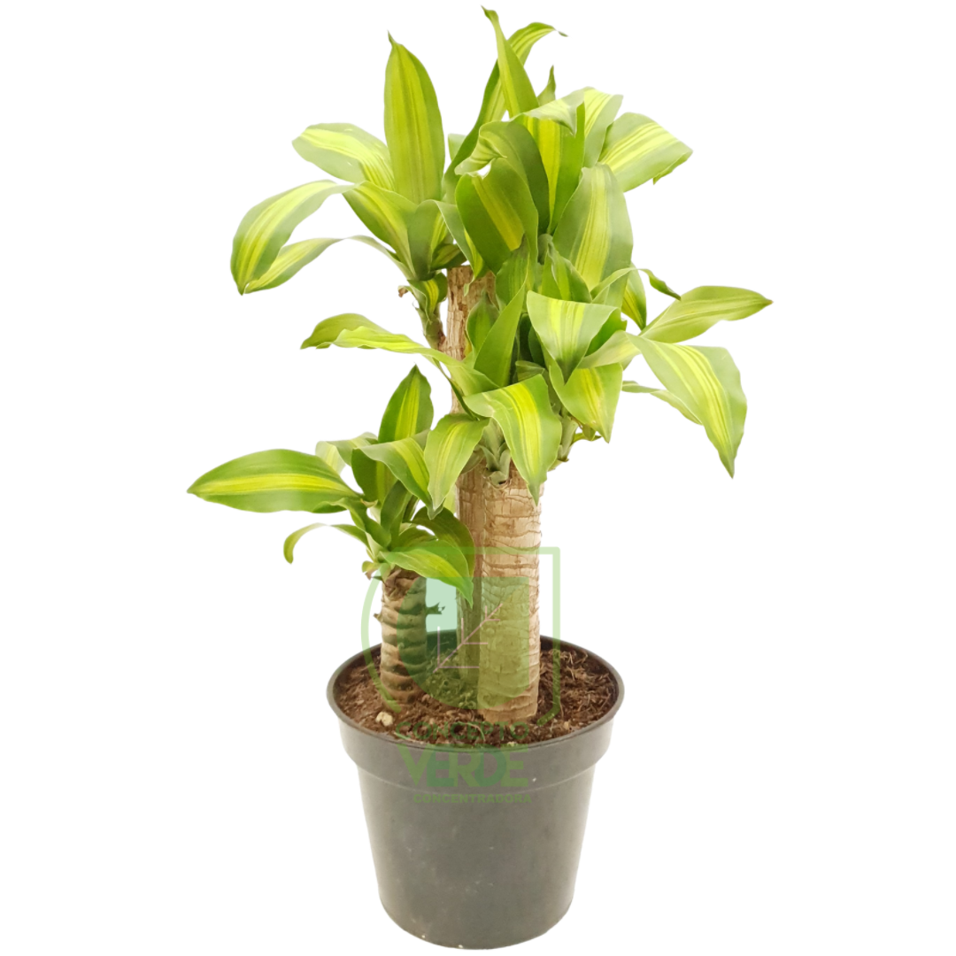 Palo De Brasil 60cm