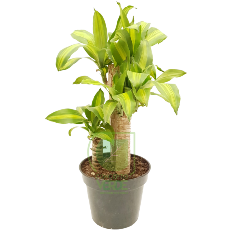 Palo De Brasil 60cm
