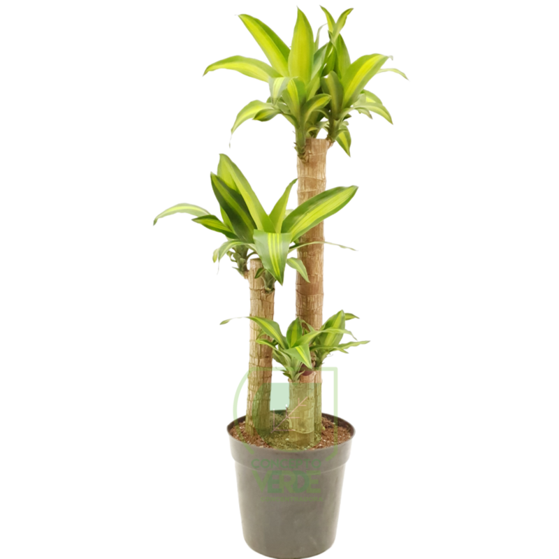 Palo De Brasil 90cm
